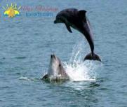 Дельфины у Одесского побережья